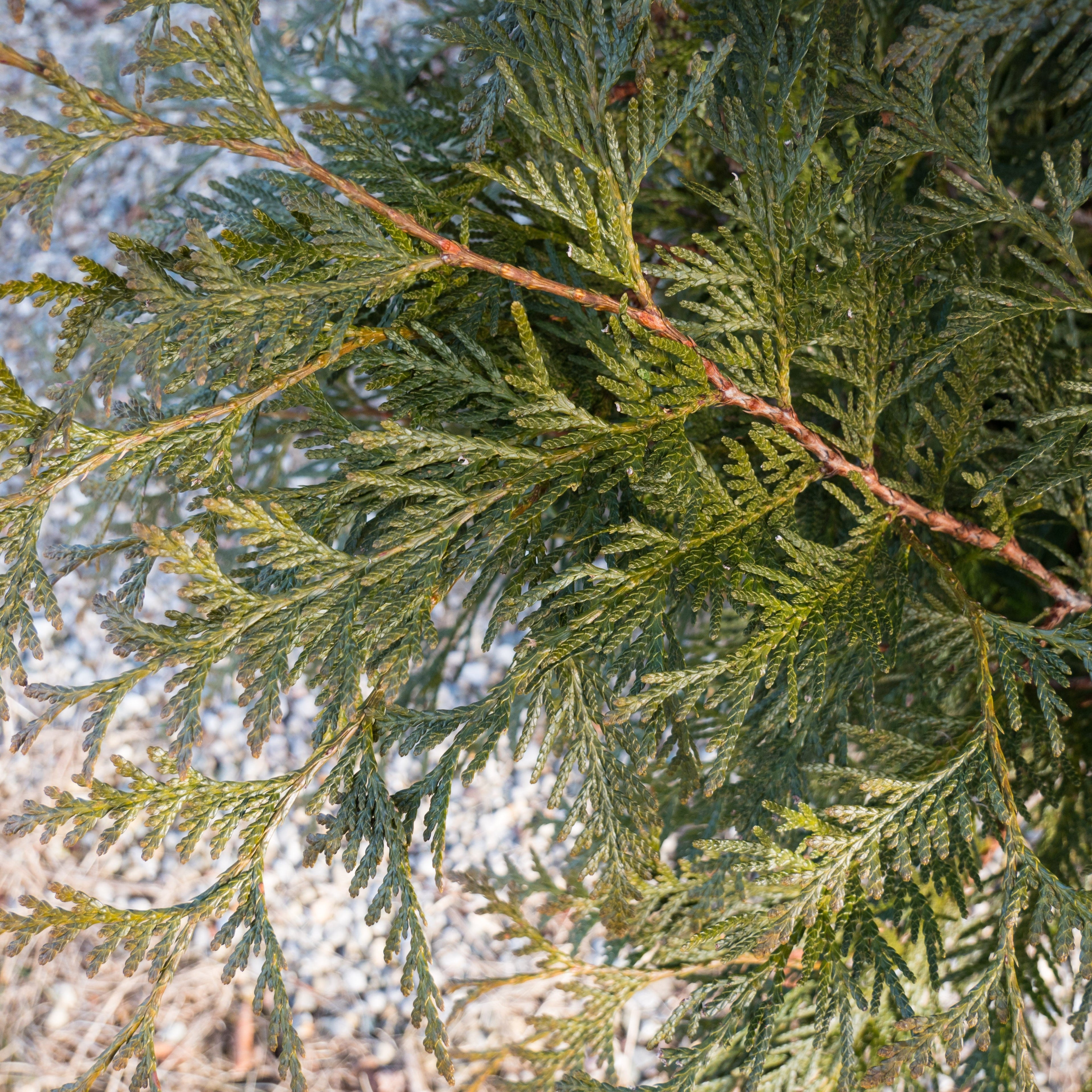 Thuja plicata 'Grovepli'  - Spring Grove® Arborvitae