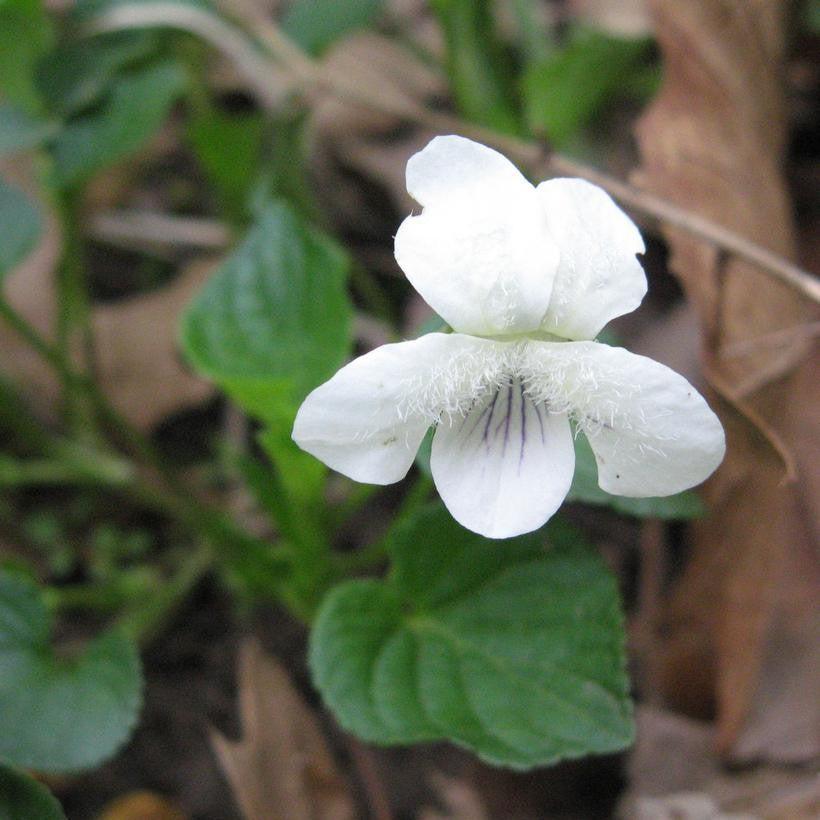 Viola striata  - Striped Cream Violet