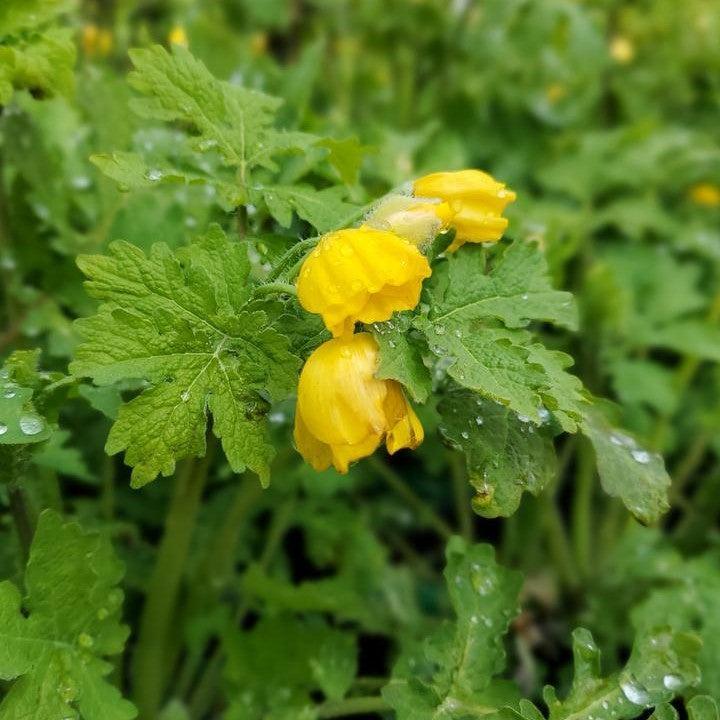 Stylophorum diphyllum  - Celandine Poppy