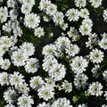Iberis sempervirens 'Snowsurfer'  - Snowsurfer™ Candytuft