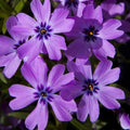 Phlox subulata 'Eye Shadow'  - Eye Shadow Creeping Phlox