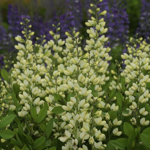 Baptisia 'Vanilla Cream'  - Decadence® Vanilla Cream False Indigo
