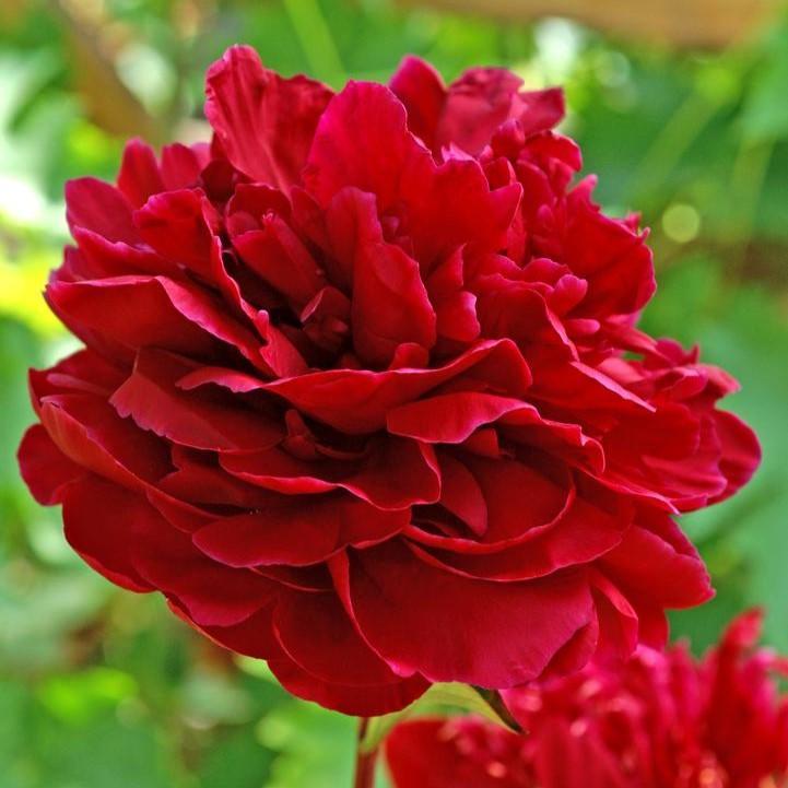 Paeonia lactiflora 'Red Sarah Bernhardt'  - Red Sarah Bernhardt Peony