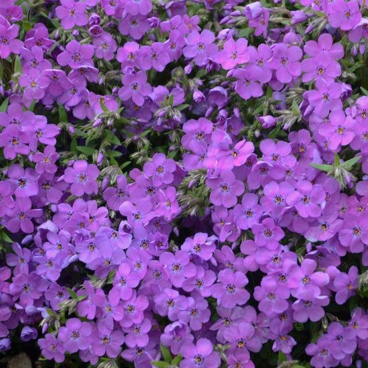 Phlox x 'Purple Sprite'  - PW® Purple Sprite Phlox