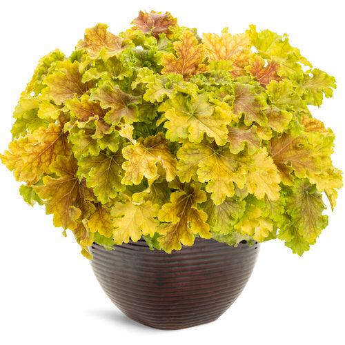Heuchera 'Apple Twist' PP31,221  - PW® Dolce® Apple Twist Heuchera