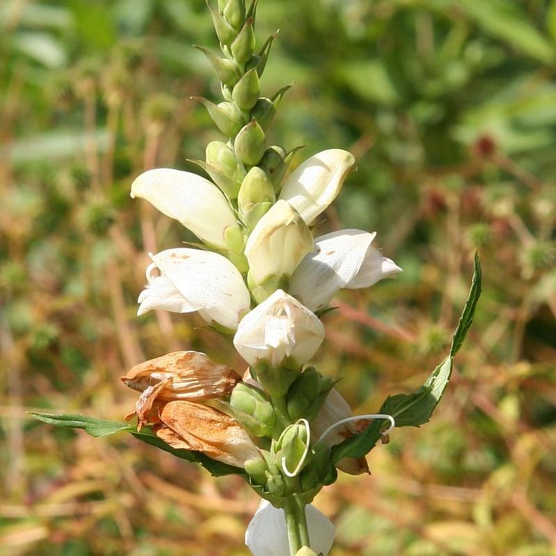 Chelone glabra  - White Turtlehead