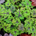 Tiarella 'Fingerpaint'  - Fingerpaint Foam Flower