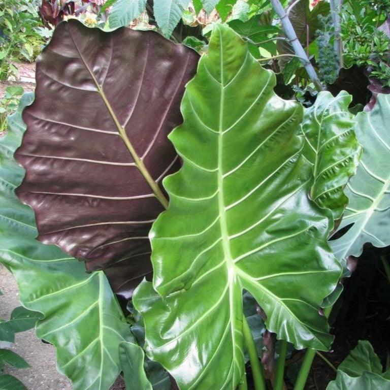 Alocasia 'Mayan Mask'  - Masquerade™ Mayan Mask Alocasia