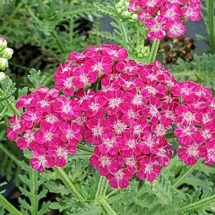 Achillea ’Firefly Fuchsia’  - PW® Firefly Fuchsia Yarrow