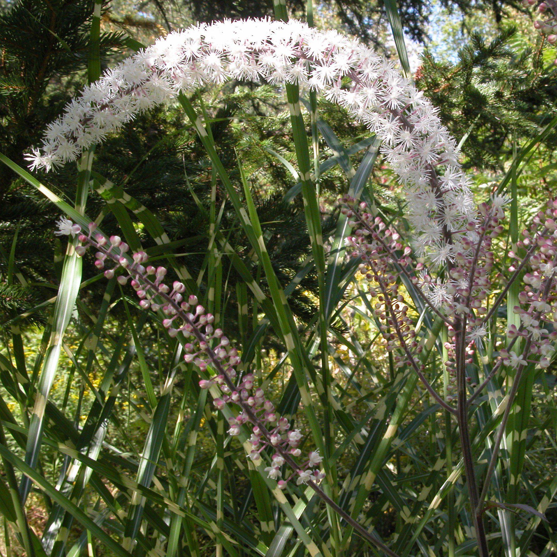 Actaea simplex 'Brunette'  - Brunette Bugbane, Cohosh