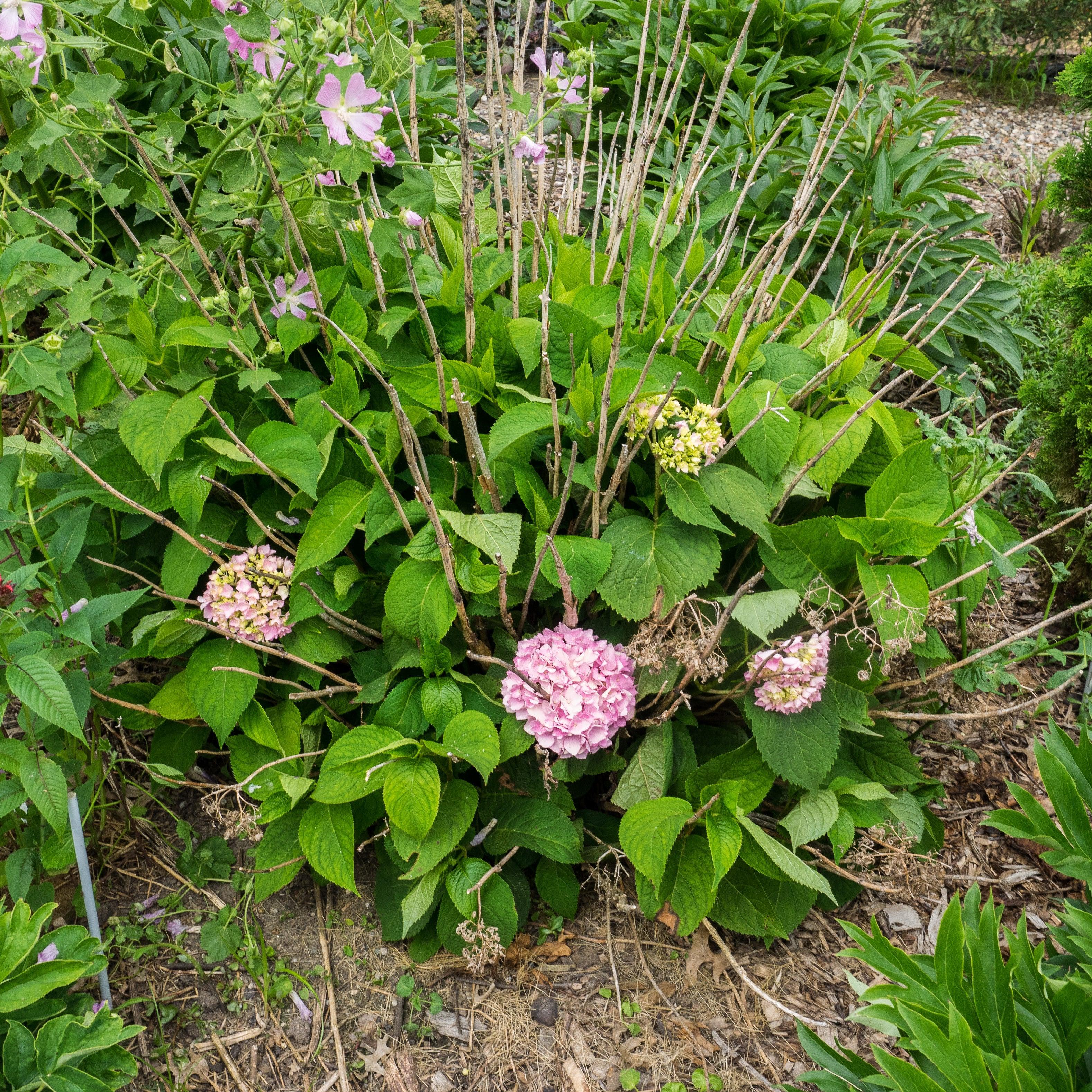 Hydrangea macrophylla 'Bailmer’  - Endless Summer® The Original Hydrangea