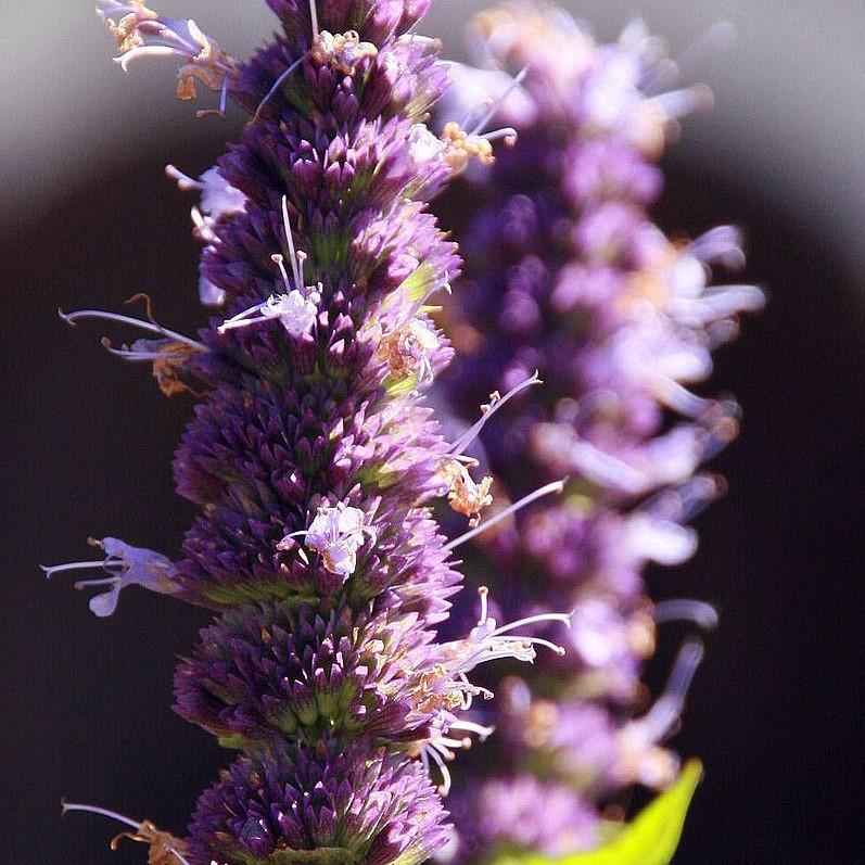 Agastache x 'Black Adder'  - Black Adder Giant Hyssop