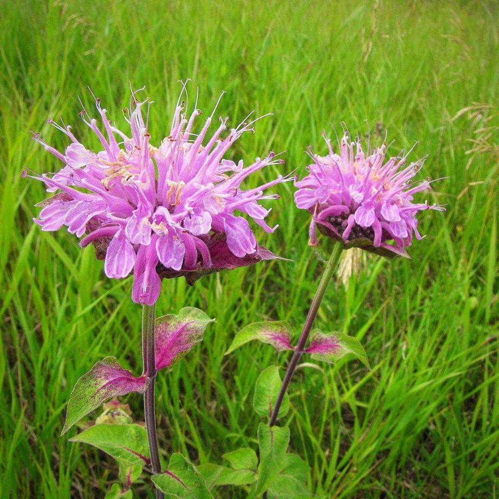 Monarda fistulosa  - Wild Bergamot
