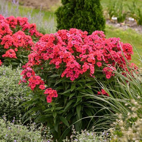 Phlox paniculata 'Sunset Coral'  - Luminary® Sunset Coral Phlox
