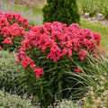 Phlox paniculata 'Sunset Coral'  - Luminary® Sunset Coral Phlox