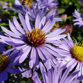 Aster oblongifolium 'Twilight Sky'  - Twilight Sky Aromatic Aster