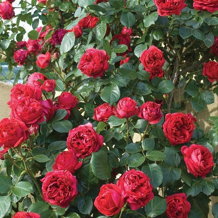 Rosa 'Meidrason'  - Eden Climber® Red Rose