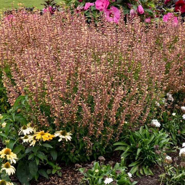 Agastache 'Queen Nectarine'  - Meant to Bee® Queen Nectarine Agastache