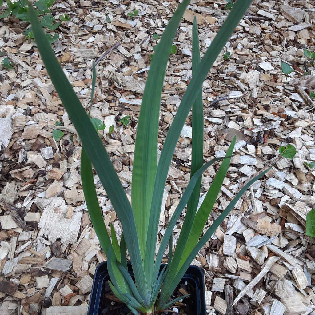 Iris versicolor  - Northern Blue Flag Iris, Harlequin Blue Flag
