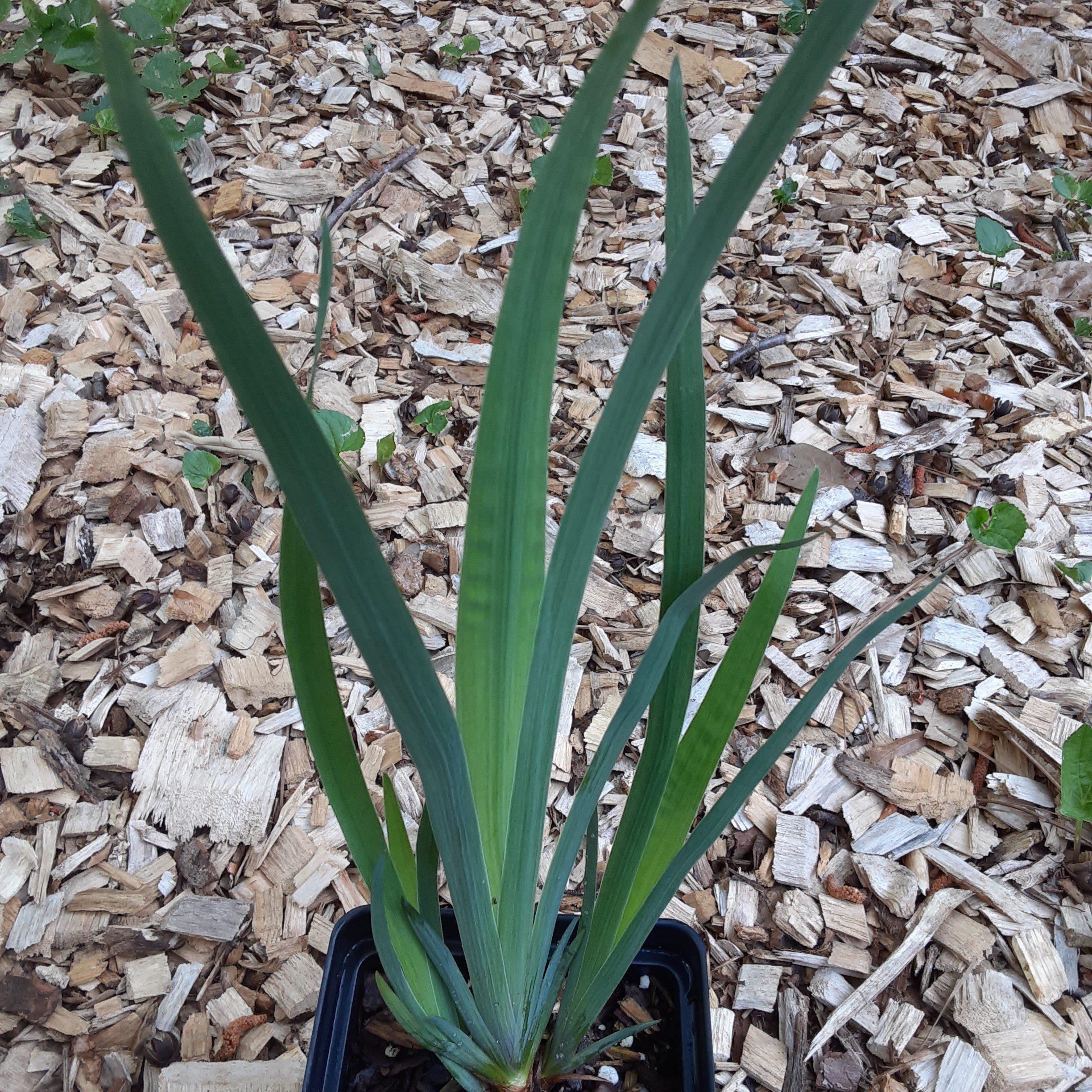 Iris versicolor  - Northern Blue Flag Iris, Harlequin Blue Flag