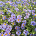 Aster oblongifolium 'October Skies'  - October Skies Aromatic Aster
