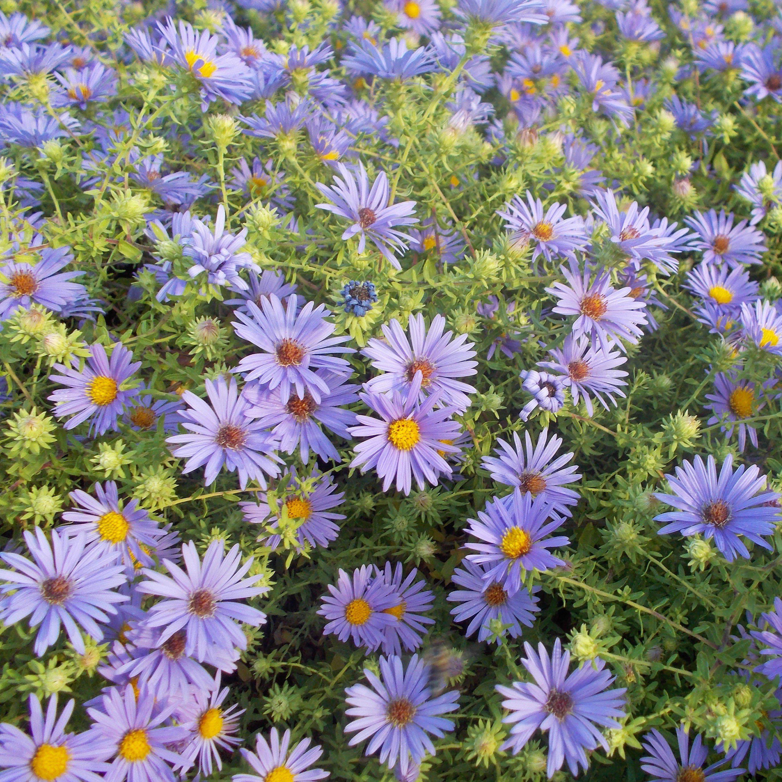 Aster oblongifolium 'October Skies'  - October Skies Aromatic Aster
