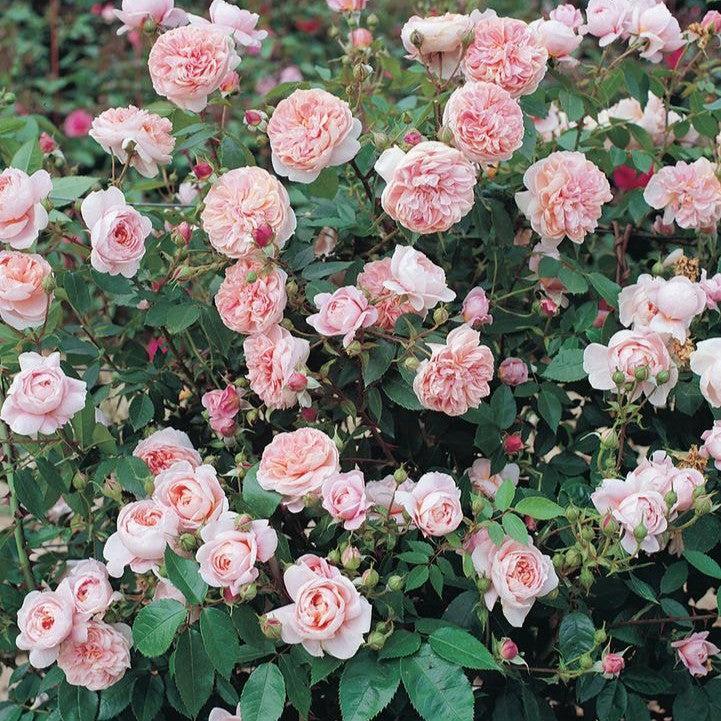 Rosa 'Meiroupis'  - Bloomables® Colette™ Climbing Rose