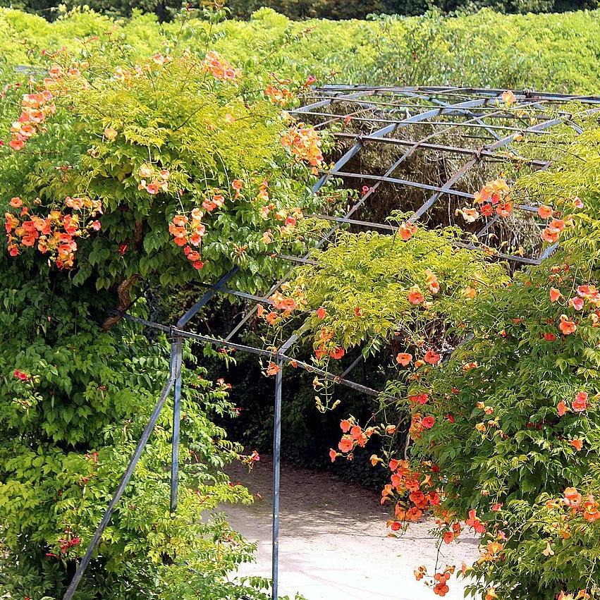 Campsis radicans  - Trumpet Vine
