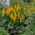 Ligularia 'Bottle Rocket'  - Bottle Rocket Leopard Plant