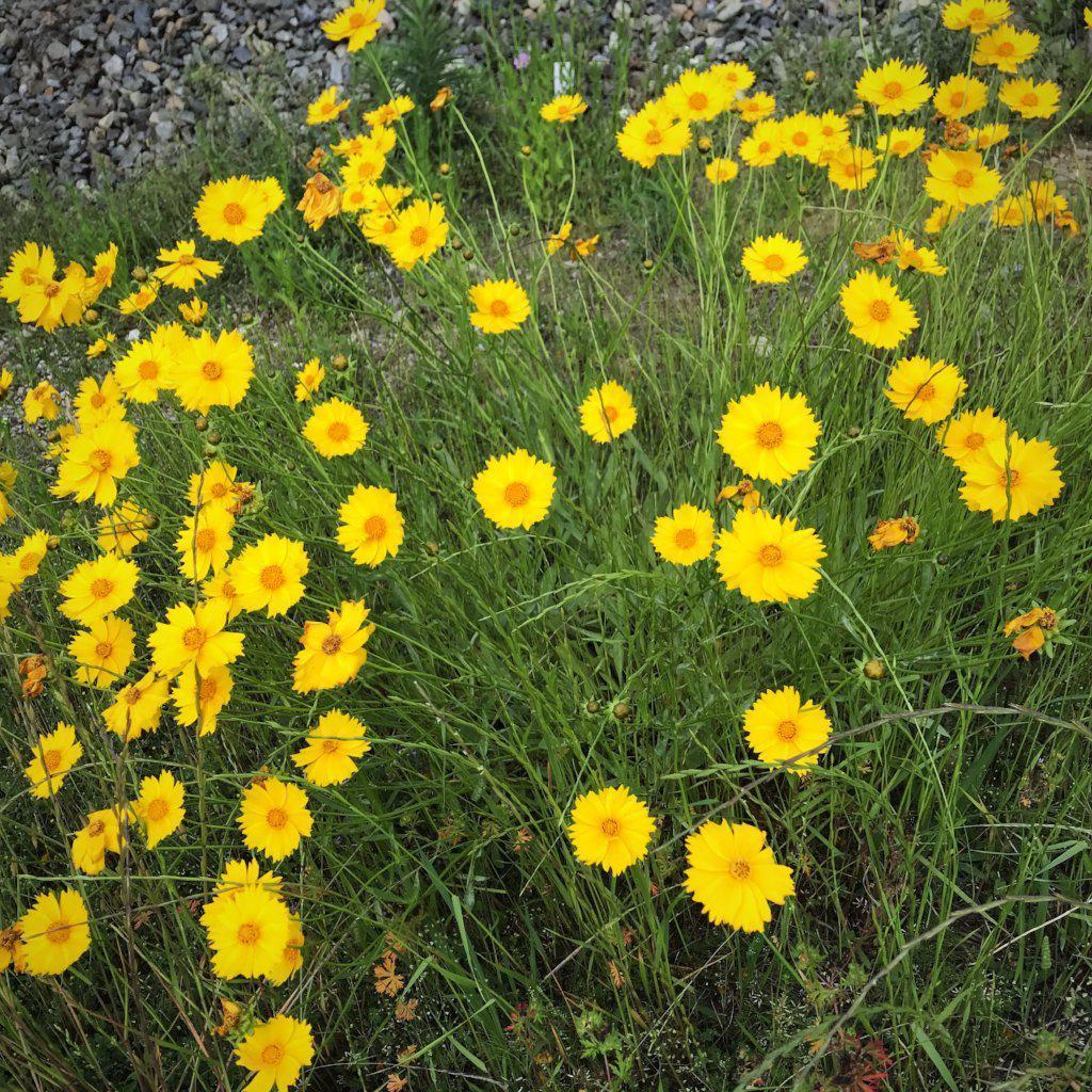 Coreopsis lanceolata  - Lanceleaf Coreopsis
