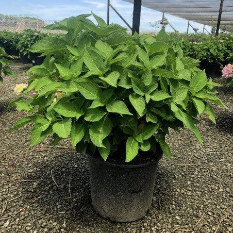 Hydrangea macrophylla 'Bailmer’  - Endless Summer® The Original Hydrangea