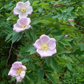 Rosa carolina  - Carolina Rose