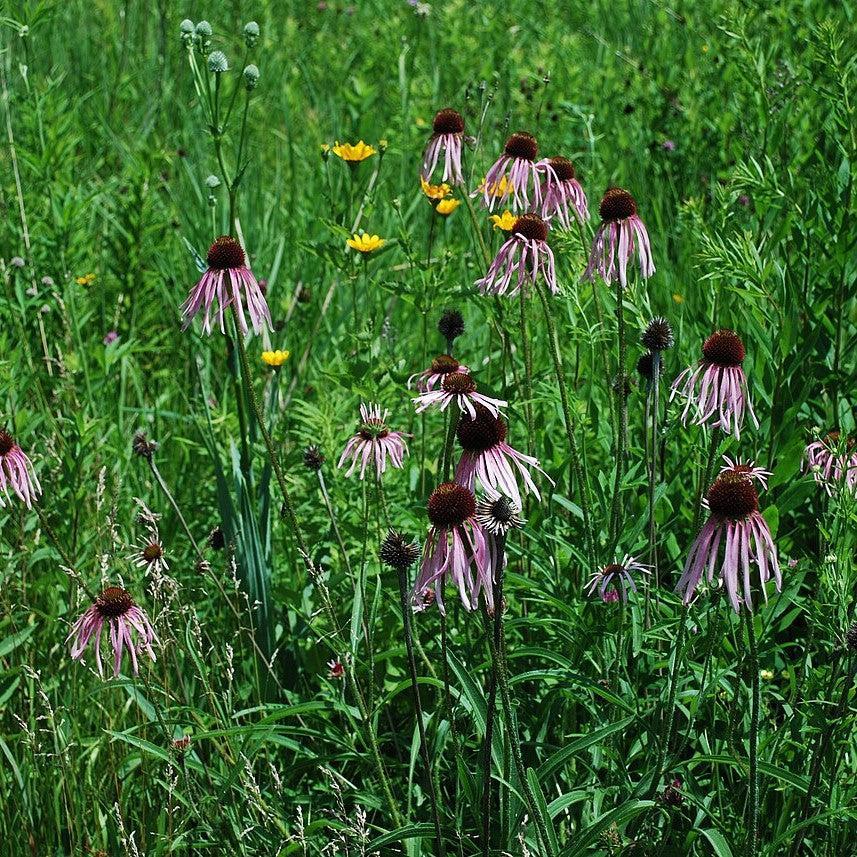 Echinacea pallida  - Pale Purple Coneflower