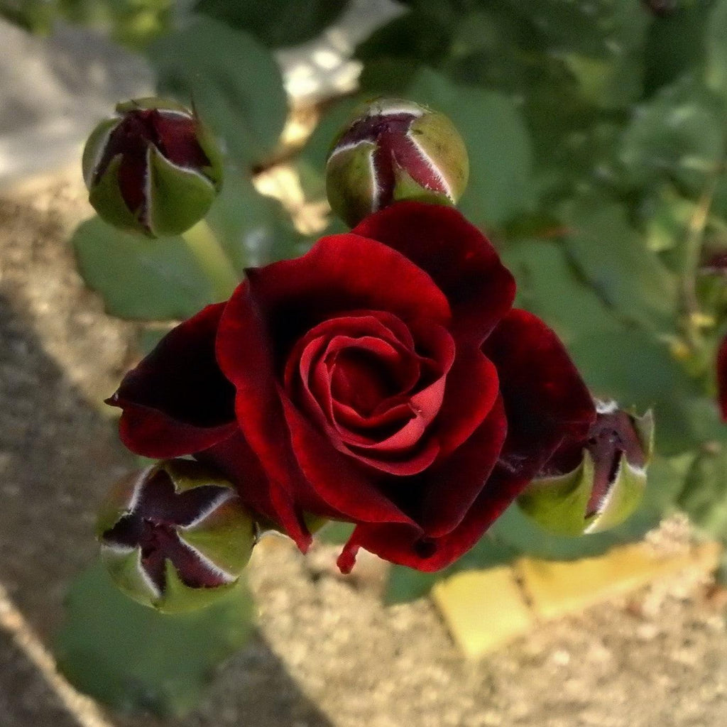 Rosa 'Don Juan'  - Don Juan Rose