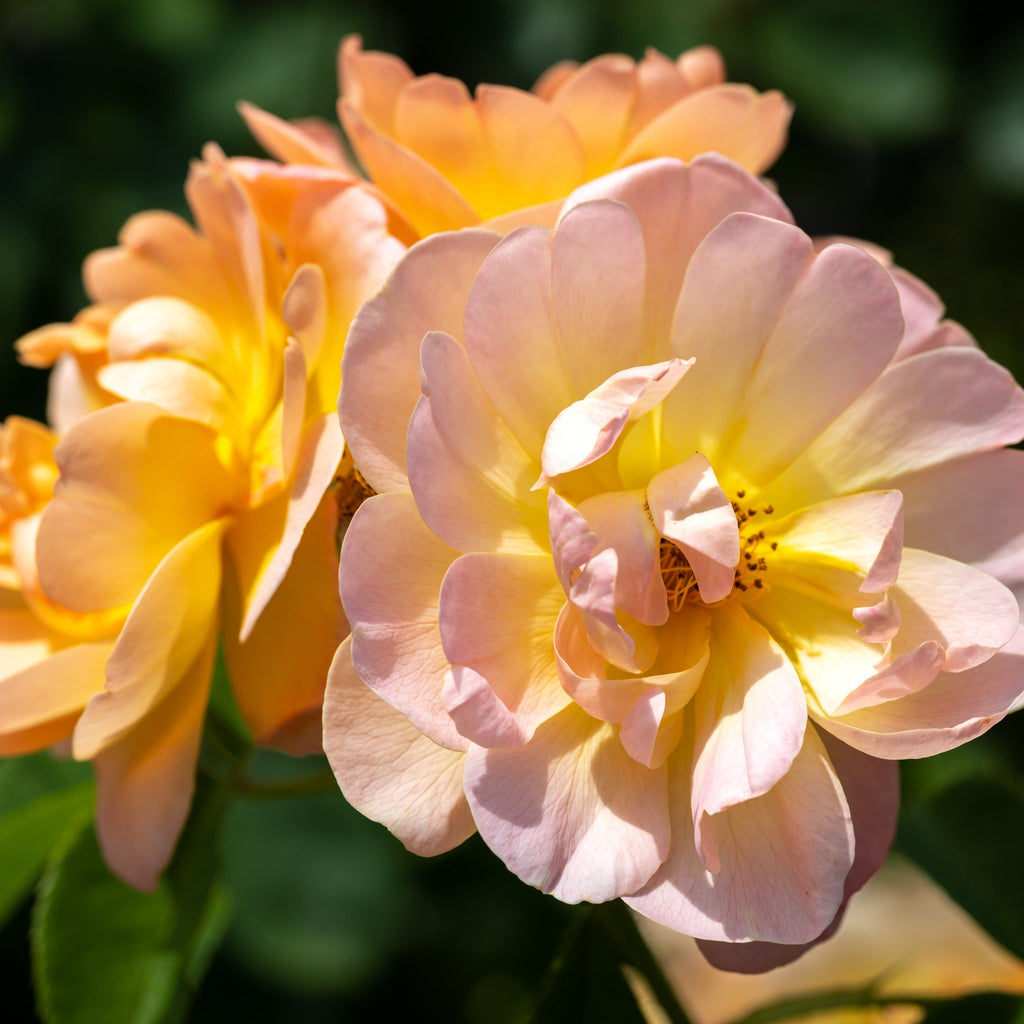 Rosa 'Ausursula'  - The Lark Ascending® Rose