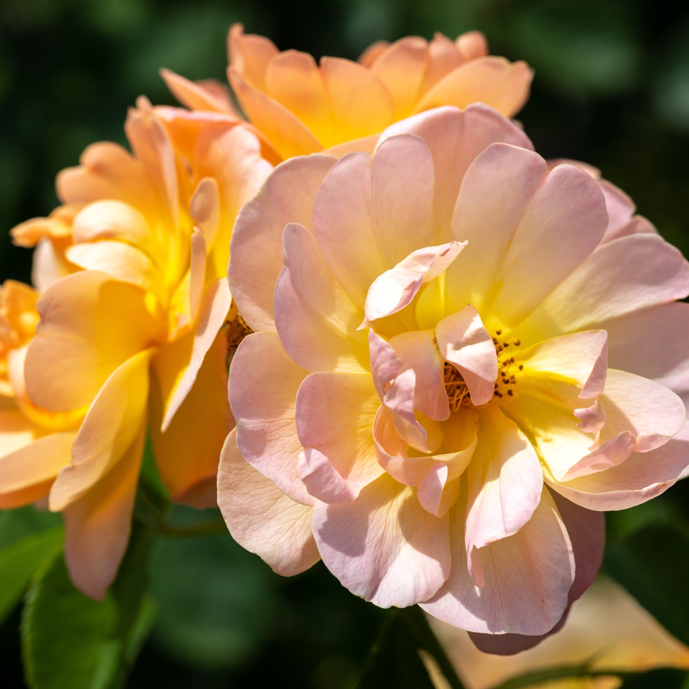 Rosa 'Ausursula'  - The Lark Ascending® Rose
