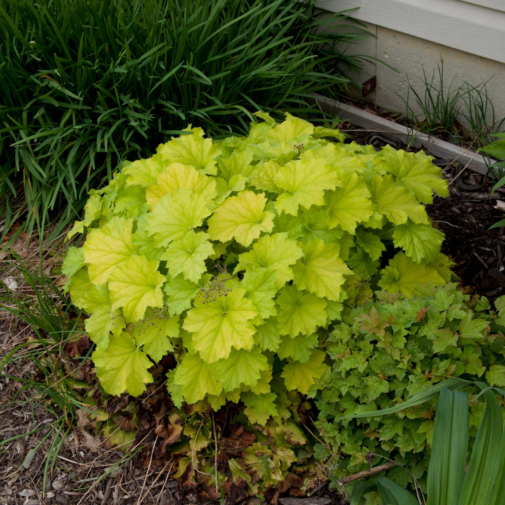 Heuchera 'Guacamole'  - Guacamole Heuchera