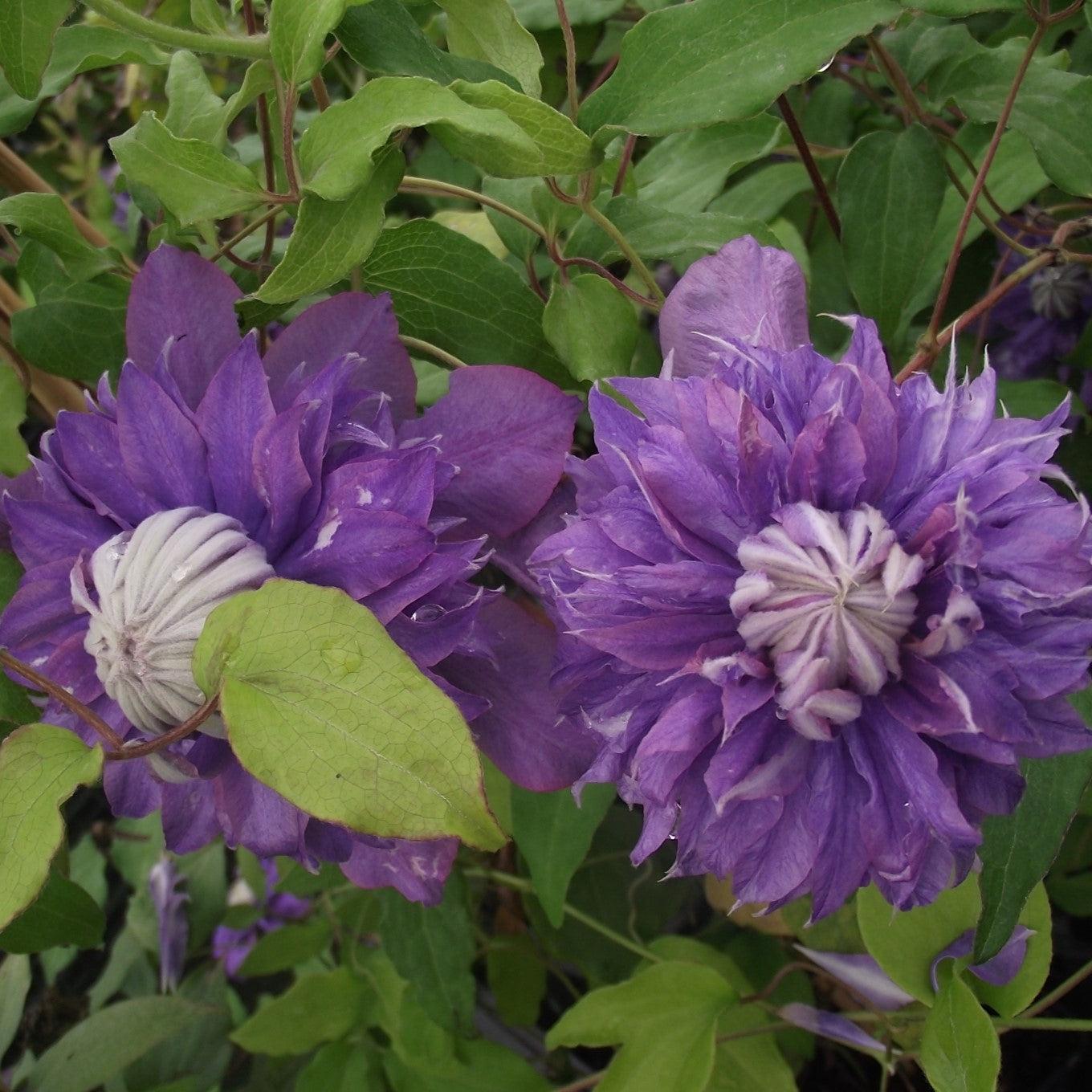 Clematis 'evipo039'  - Regal® Diamantina™ Clematis