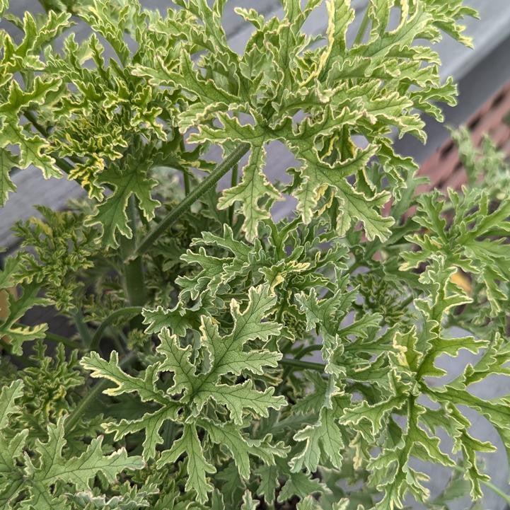 Pelargonium citrosa 'Lady Plymouth'  - Lady Plymouth Variegated Mosquito Plant