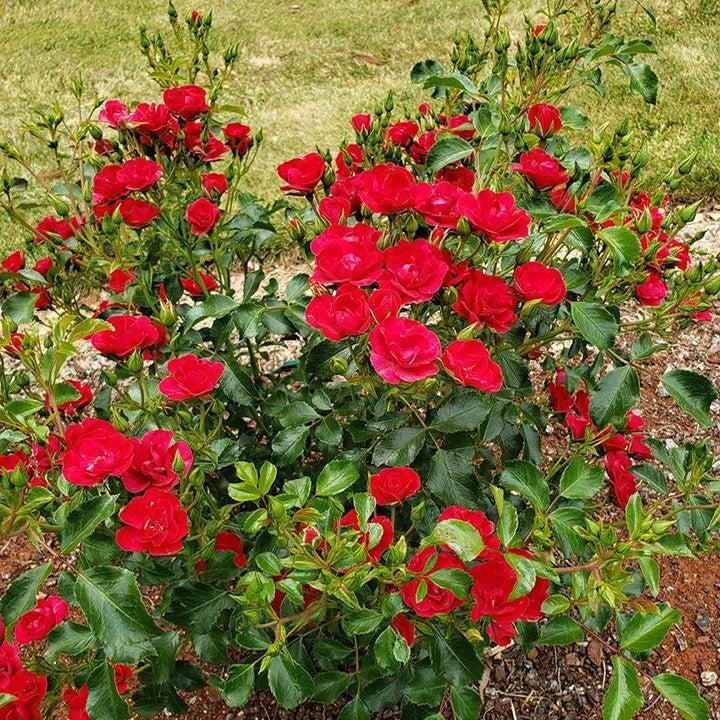 Rosa x 'Noa20059'  - Flower Carpet® Mini Cherry Rose