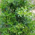 Ilex glabra 'SMNIGLA'  - Squeeze Box® Inkberry Holly