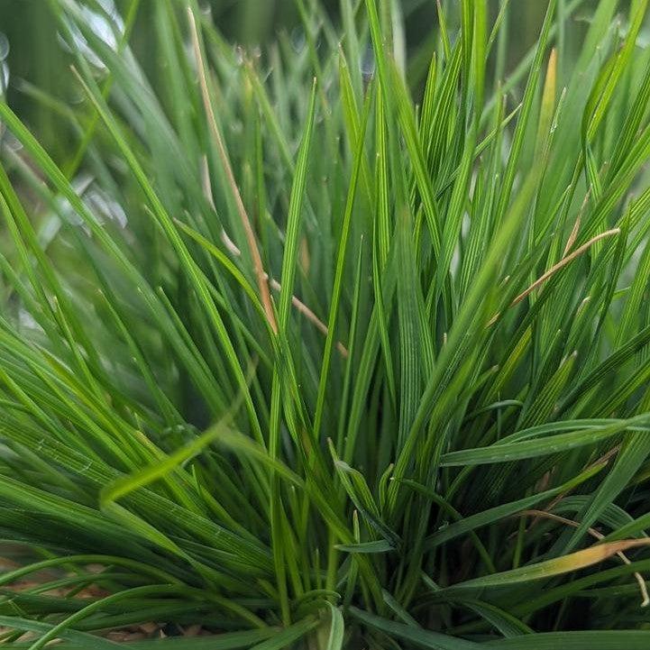 Deschampsia cespitosa 'Pixie Fountain'  - Pixie Fountain Tufted Hair Grass