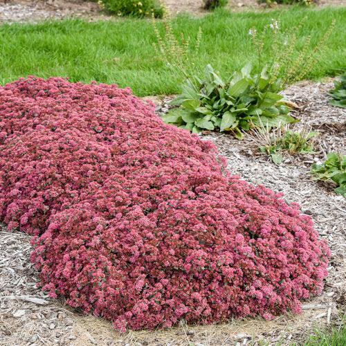 Popstar Stonecrop (Sedum 'Popstar') — Drought-Tolerant Pink Succulent Perennial