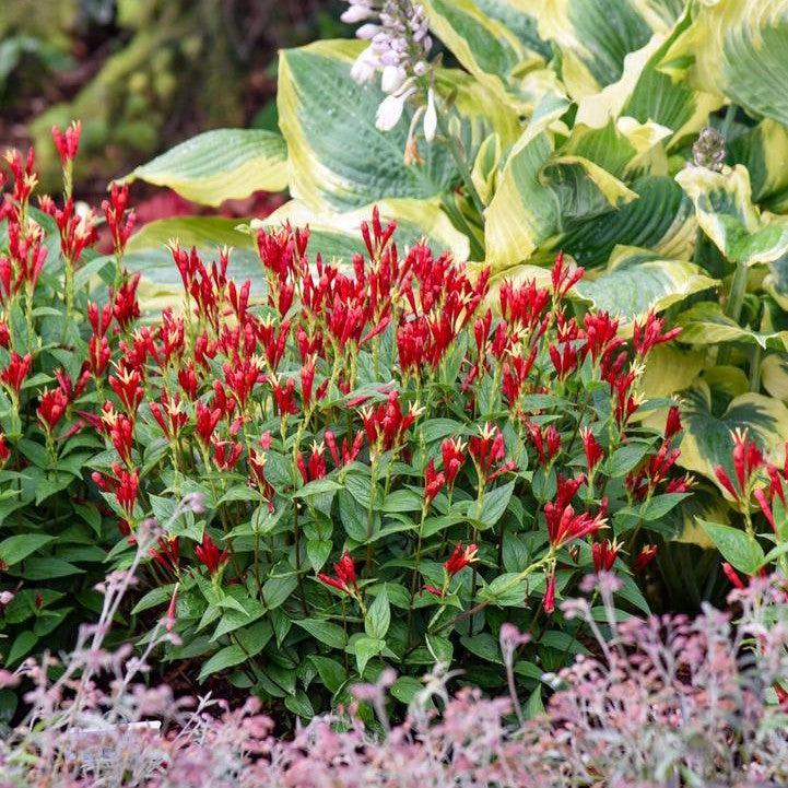 Spigelia marilandica 'Apple Slices'  - Apple Slices Indian Pink