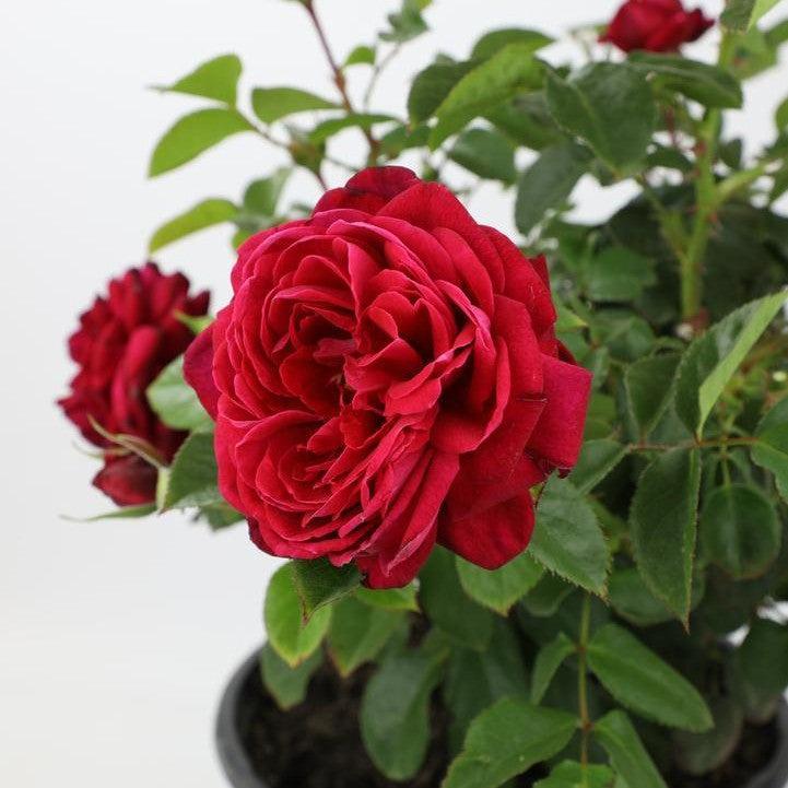 Rosa 'True Endearment'  - True Endearment Rose