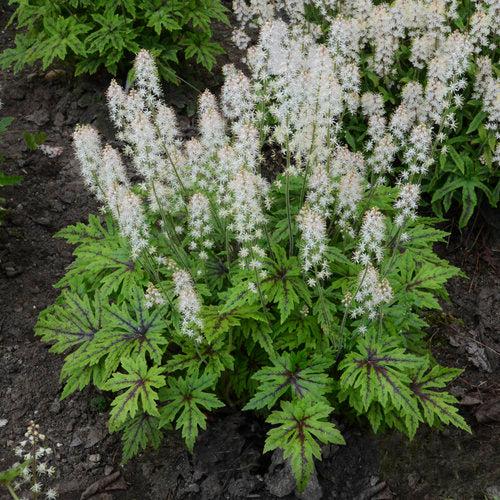 Tiarella 'Cutting Edge'  - Cutting Edge Foamflower