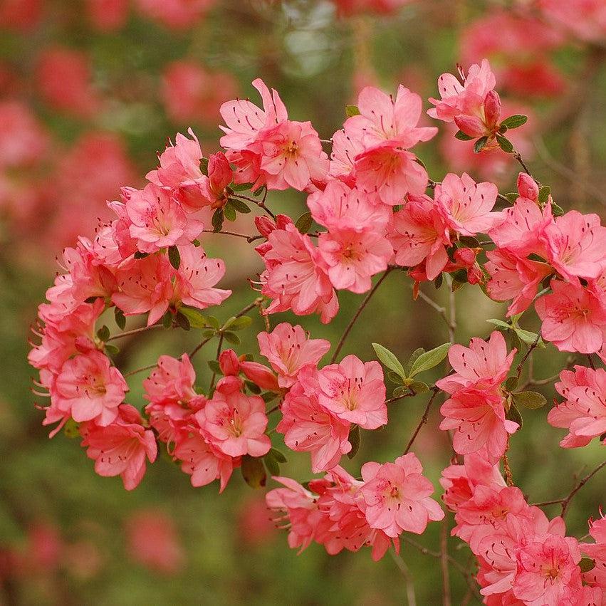 Rhododendron 'Blaauw's Pink'  - Blaauw's Pink Azalea