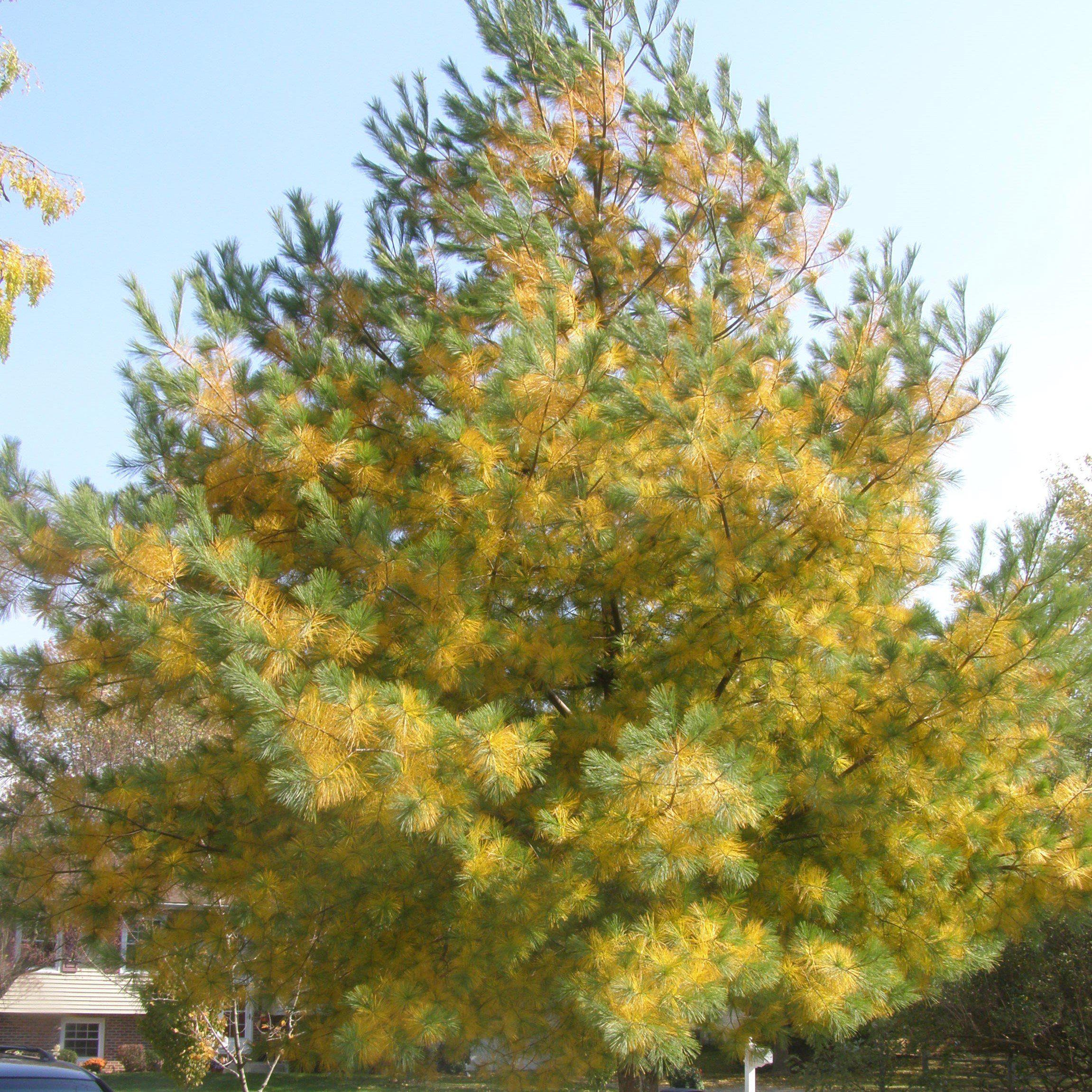 Pinus strobus  - White Pine