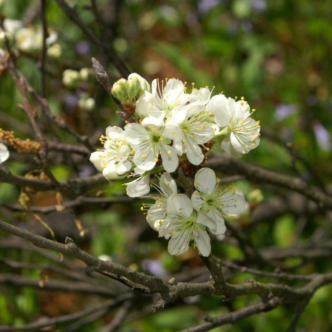 Prunus maritima  - Beach Plum