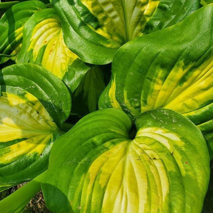 Hosta 'Avocado'  - Avocado Hosta
